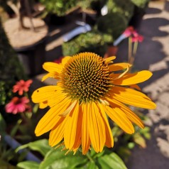 Echinacea Purpurea SunSeekers Mellow - Purpursolhat