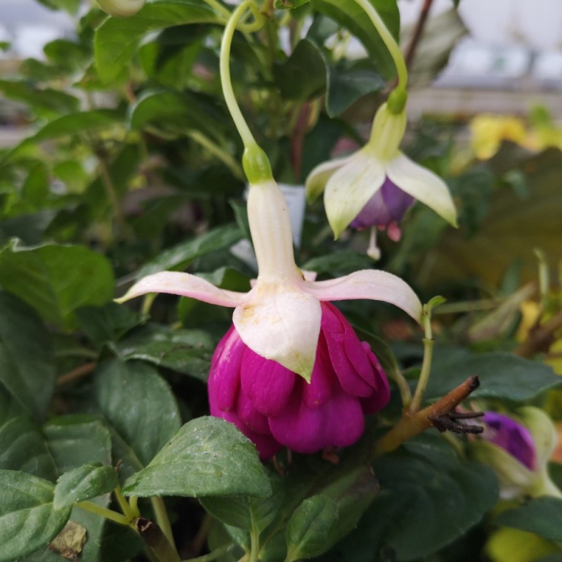 Fuchsia Magellanica Annas Choiz - Havefuchsia