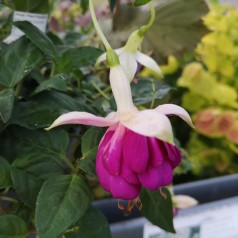 Fuchsia Magellanica Annas Choiz - Havefuchsia