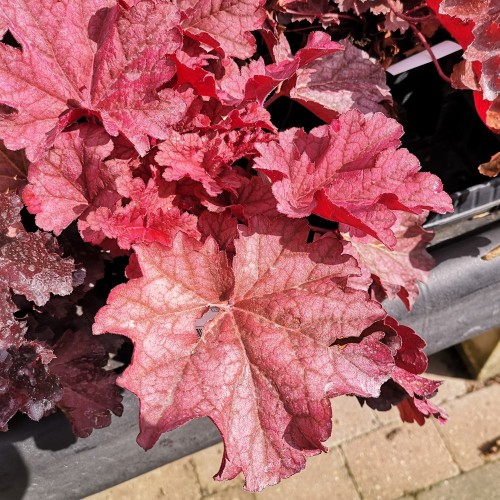 Heuchera Hybrid Berry Smoothies / Alunrod