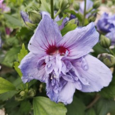 Hibiscus Syriacus Blue Chiffon / Notwoodthree / Syrisk Rose