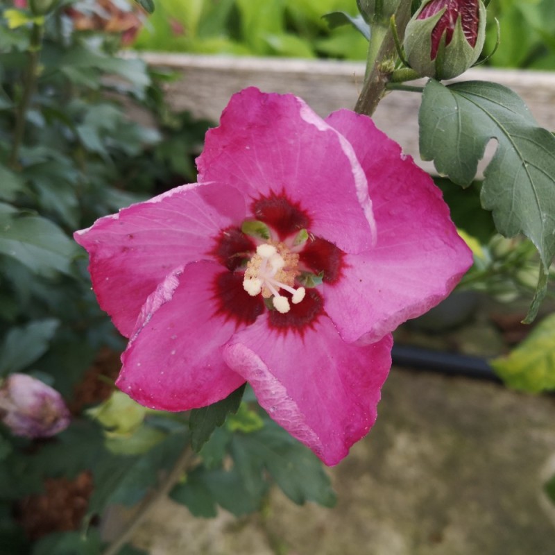 Hibiscus Syriacus Pink Giant (Flogi) / Syrisk Rose