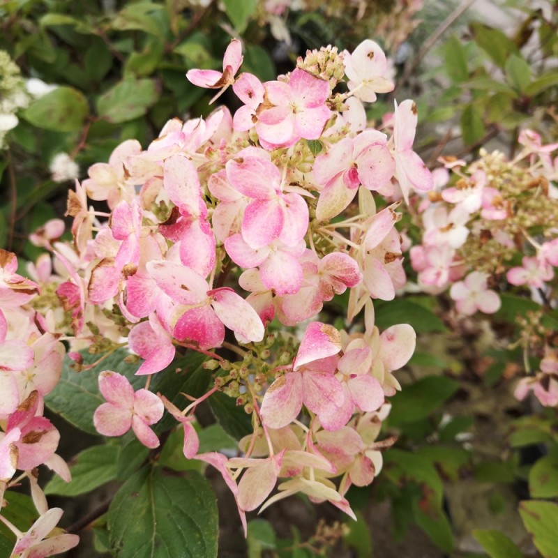 Hydrangea Paniculata Pink Diamond / Træagtig Hortensia