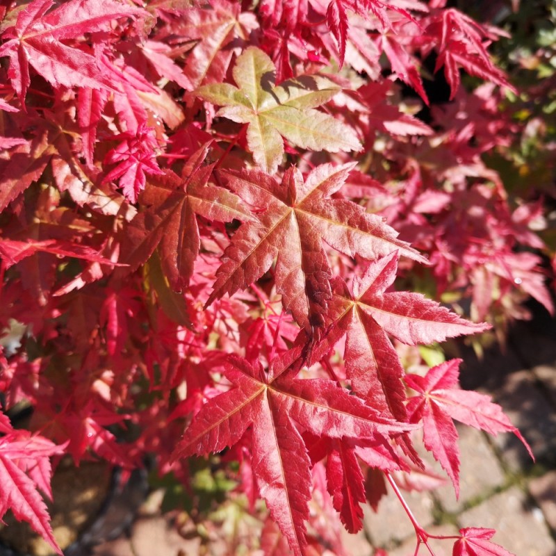 Acer palmatum Deshojo / Japansk Løn - Japansk Ahorn