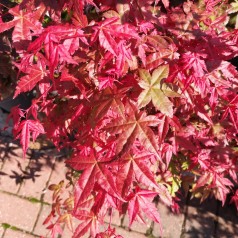 Acer palmatum Deshojo / Japansk Løn - Japansk Ahorn