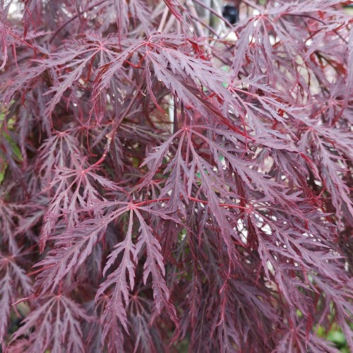 Acer palmatum Dissectum Garnet - Japansk Løn - Japansk Ahorn