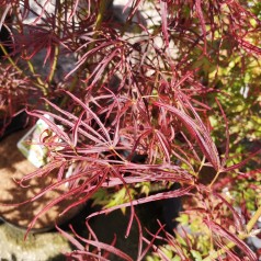 Japansk Ahorn Red Pygmy - Acer Palmatum Red Pygmy