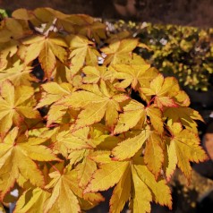 Acer palmatum Summer Gold / Japansk Løn / Japansk Ahorn
