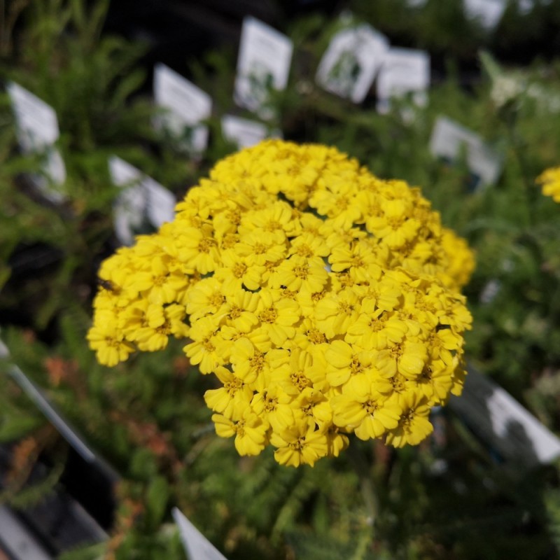 Achillea millefolium Little Moonshine - Røllike