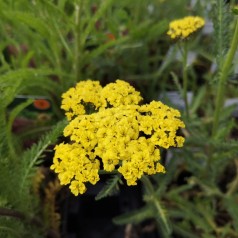 Røllike Moonshine - Achillea millefolium Moonshine