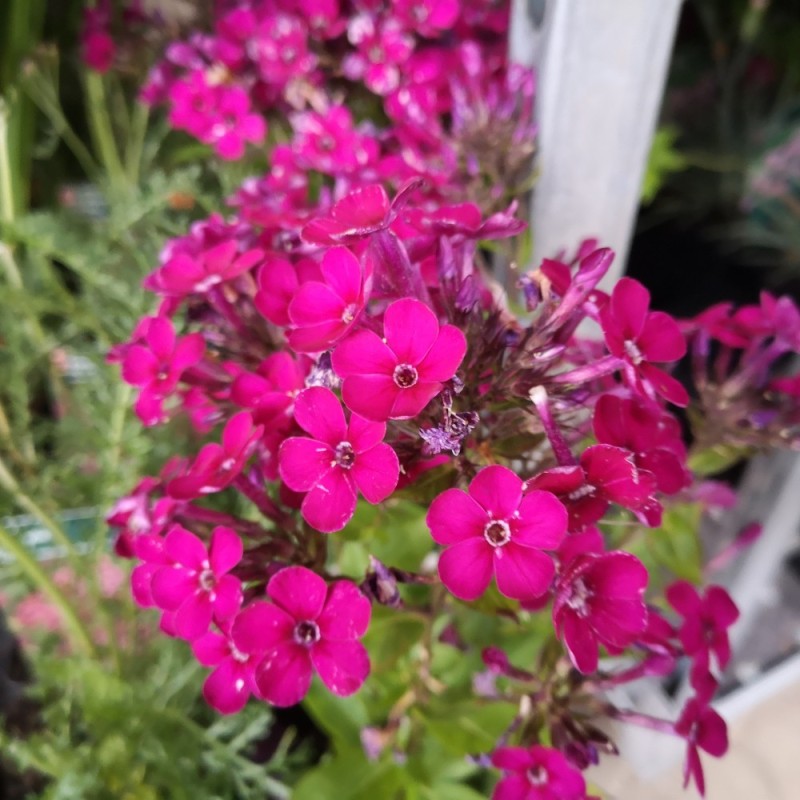 Phlox Paniculata Early Cerise / Høstfloks