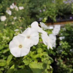 Phlox paniculata Pina Colada / Høstfloks