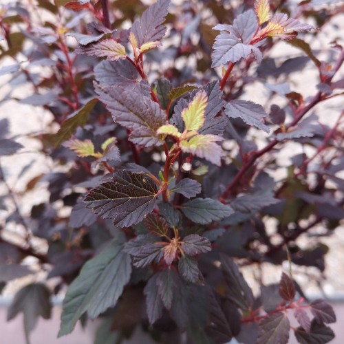 Physocarpus opulifolius Little Joker - Rød Blærespiræa