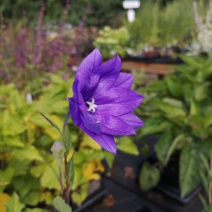 Platycodon Grandiflorus Hakone Blue / Ballonklokke