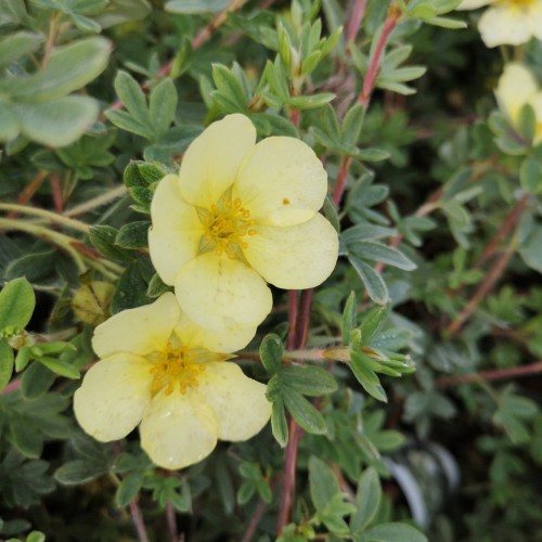 Potentilla Fruticosa Primrose Beauty - Potentil