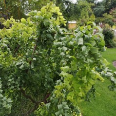 Robinia Twisty