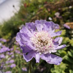 Scabiosa caucasica Perfecta / Skabiosa