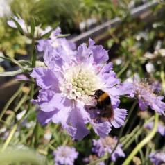 Scabiosa caucasica Perfecta / Skabiosa