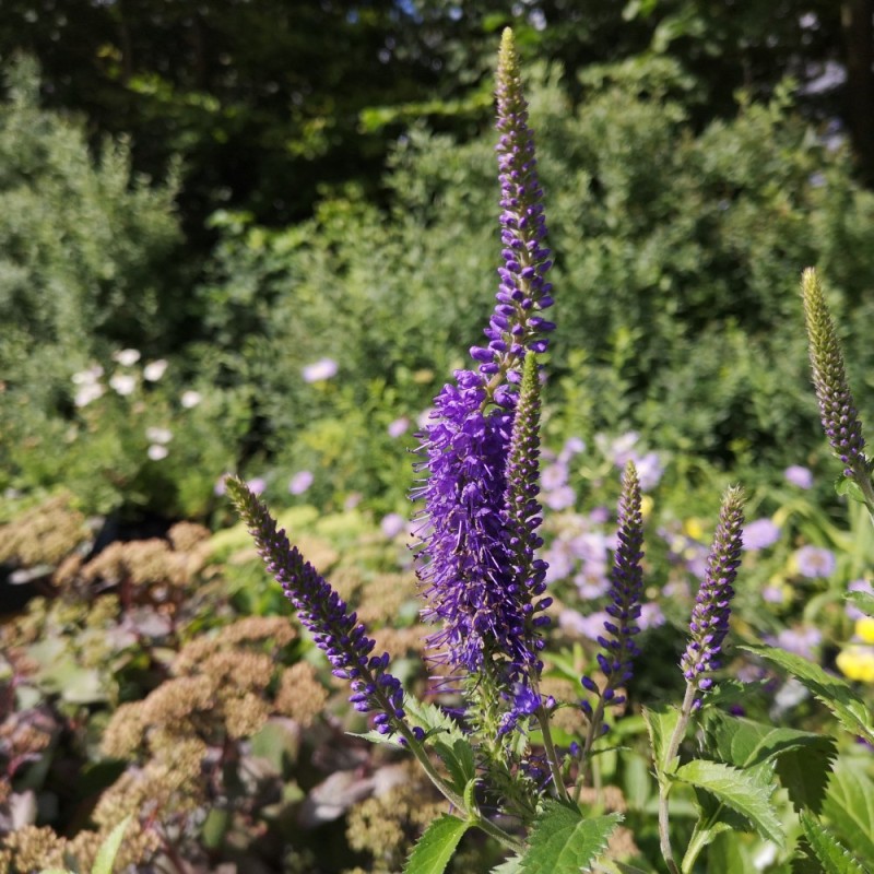 Langbladet Ærenpris Blauriesin - Veronica Longifolia Blauriesin