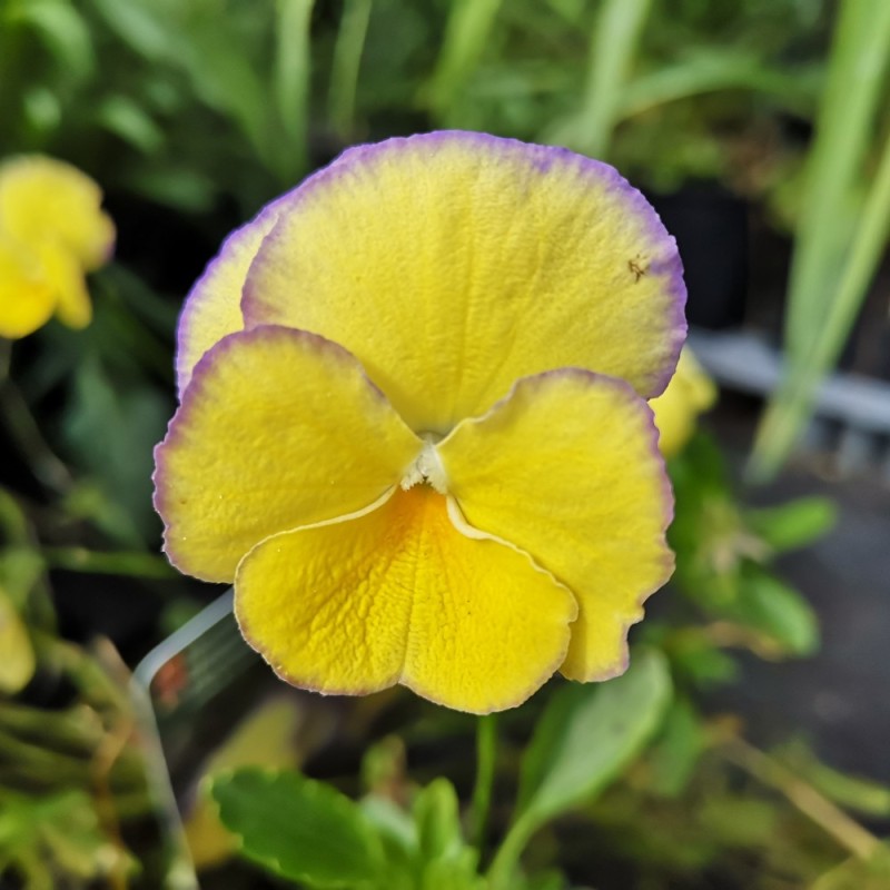 Viola cornuta Etain / Hornviol