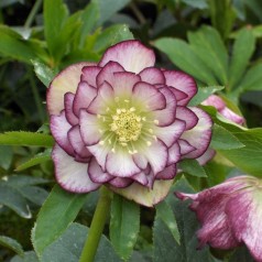 Helleborus orientalis Double Ellen Picotte - Påskeklokke