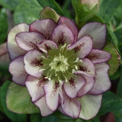 Helleborus orientalis Double Ellen Picotte - Påskeklokke