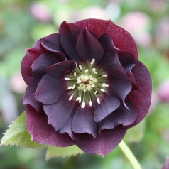 Helleborus orientalis Double Ellen Purple - Påskeklokke