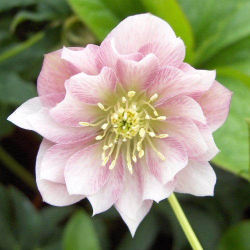 Helleborus orientalis Double Ellen Pink - Påskeklokke