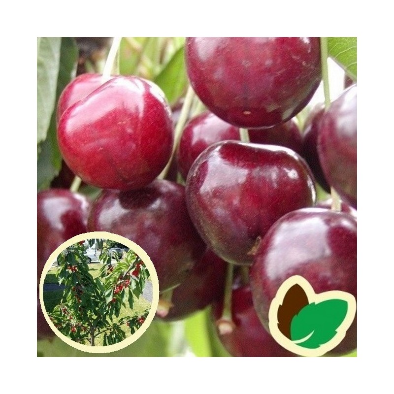 Dværg Kirsebærtræ Sweetheart