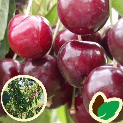 Dværg Kirsebærtræ Sweetheart