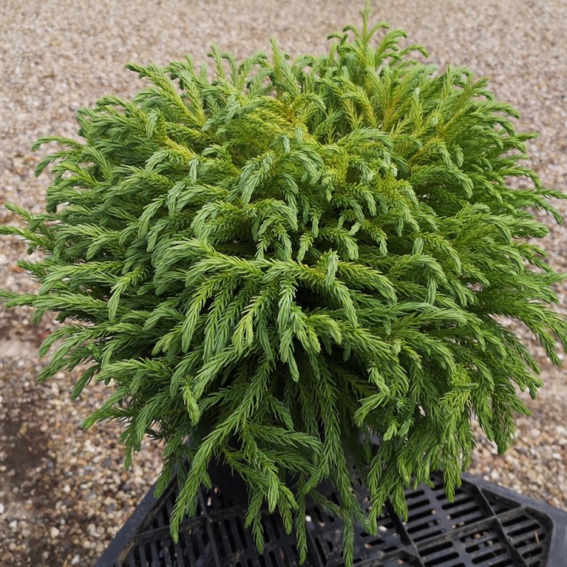 Cryptomeria japonica Globosa Nana - Kugle Kryptomeria