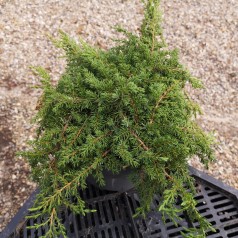 Juniperus communis Green Carpet - Krybende Ene