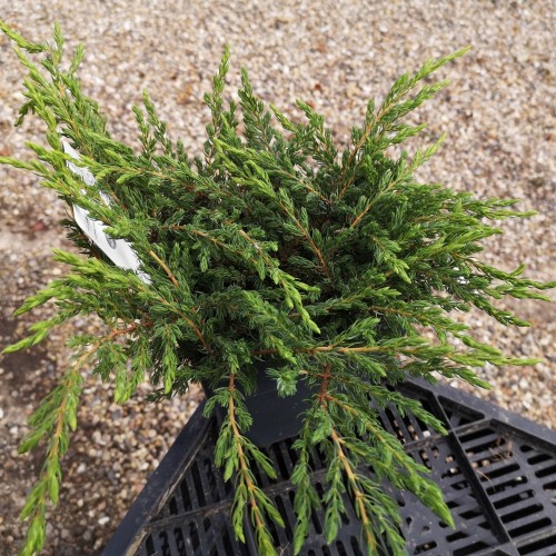 Juniperus communis Repanda - Krybende Ene