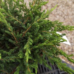 Juniperus communis Repanda - Krybende Ene