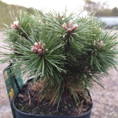 Pinus mugo Benjamin - Dværgfyr