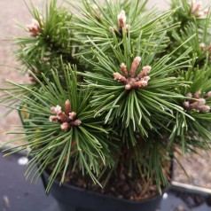 Pinus mugo Benjamin - Dværgfyr
