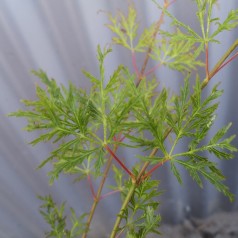 Acer palmatum Emerald Lace - Japansk Løn - Japansk Ahorn
