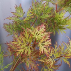 Acer palmatum Emerald Lace - Japansk Løn - Japansk Ahorn