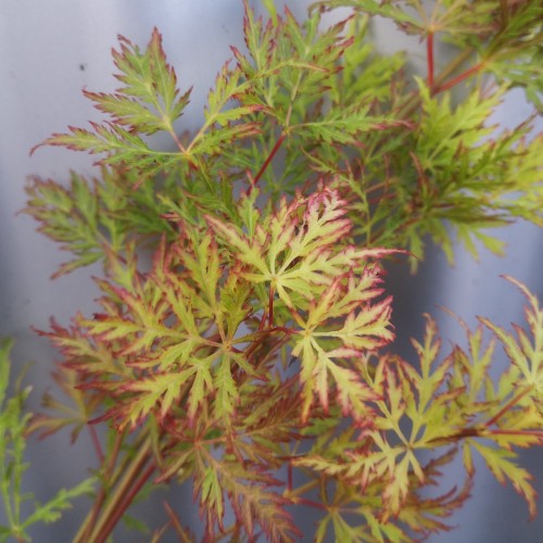 Acer palmatum Emerald Lace - Japansk Løn - Japansk Ahorn