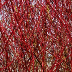Cornus alba Baton Rouge - Rødgrenet Kornel