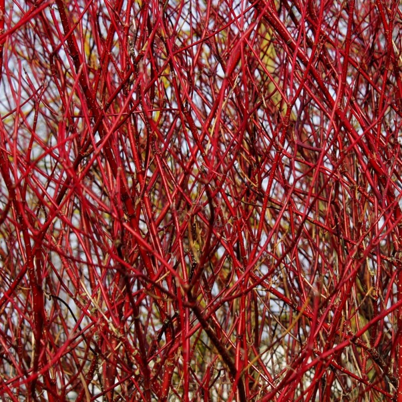 Cornus alba Baton Rouge - Rødgrenet Kornel