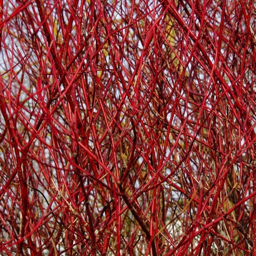 Cornus alba Baton Rouge - Rødgrenet Kornel