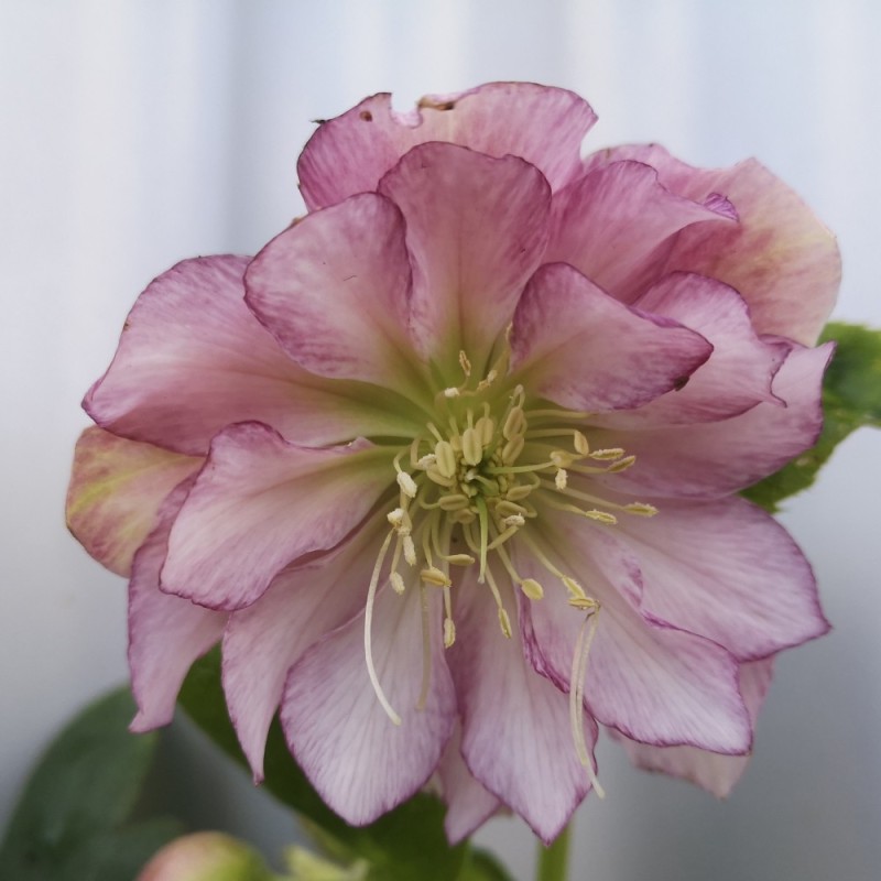 Helleborus orientalis Double Ellen Picotte - Påskeklokke