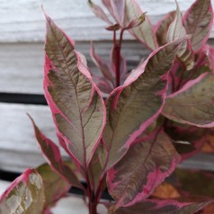 Cornus alba Miracle - Flerfarvet Kornel