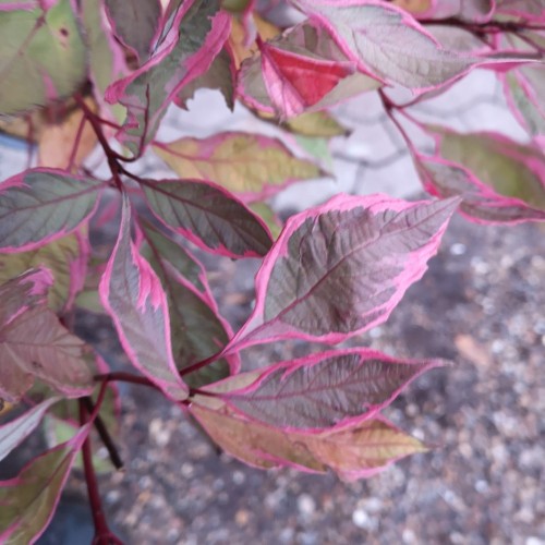 Cornus alba Miracle - Flerfarvet Kornel