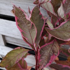 Cornus alba Miracle - Flerfarvet Kornel