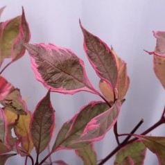 Cornus alba Miracle - Flerfarvet Kornel