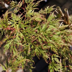 Japansk Ahorn Emerald Lace - Acer palmatum Emerald Lace