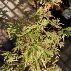 Japansk Ahorn Emerald Lace - Acer palmatum Emerald Lace