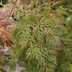 Japansk Ahorn Emerald Lace - Acer palmatum Emerald Lace